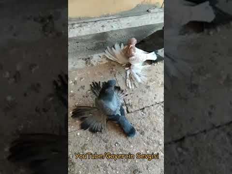 Super Dekorativ Göyərçinlər (Decorative Pigeons)